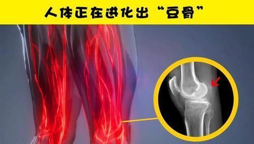 骨头|学校里可能没有教过你的10个很有趣的小知识