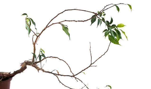 一生|人的一生,一切皆注定,天命不可违