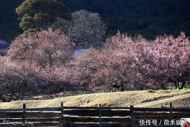 波密桃花开当桃花与雪山相遇，便成为云上仙境