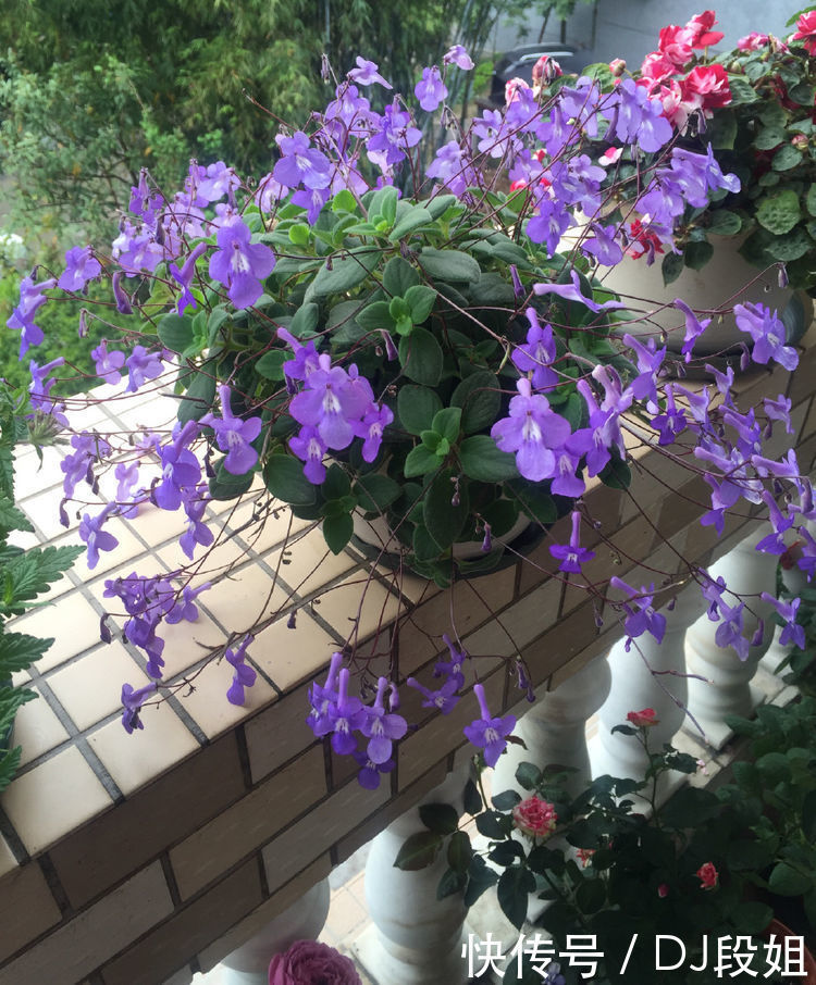 5种花美的出奇,有阳光就爆盆,30天不管,开花依旧爆满盆