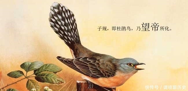 故事|望帝春心托杜鹃:诗句虽美,但背后的故事,浪漫却又悲凉