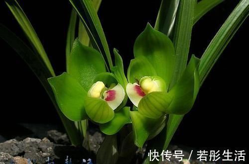 兰中皇后|兰中皇后,“色”、“香”、“型”三美汇聚一身,是兰中佳品