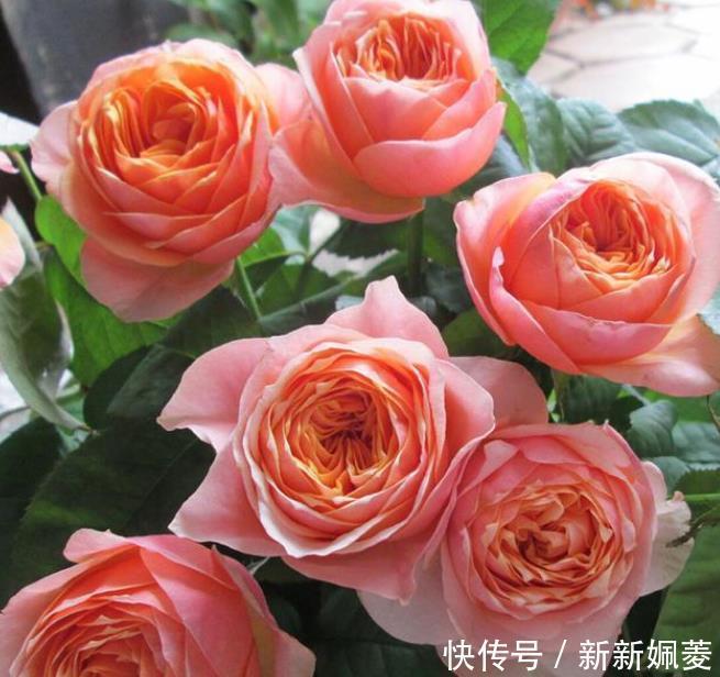 漂亮|此花超漂亮,沾土就活,花朵大花期长,比牡丹还美