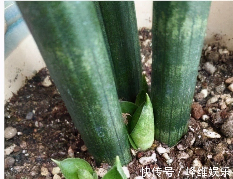 虎皮兰不长新芽，多是犯了3个错误，改正了才能不断冒嫩芽