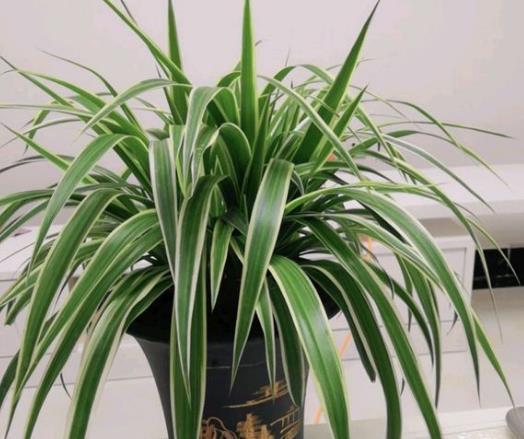 在寒冬养花，2种“水”不要浇，容易烂根和黄叶，影响美观！