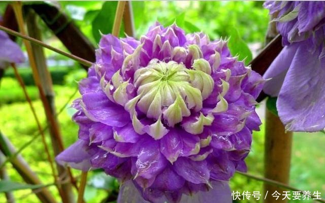 4种花“最好养”,种一棵长一片,密密麻麻都是花!