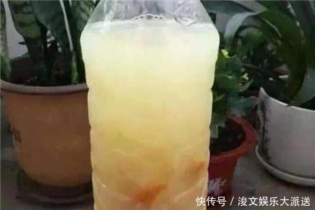 虎皮兰|这“5种肥”，家里都有，撒一把在盆里，花长得旺、开花特别多