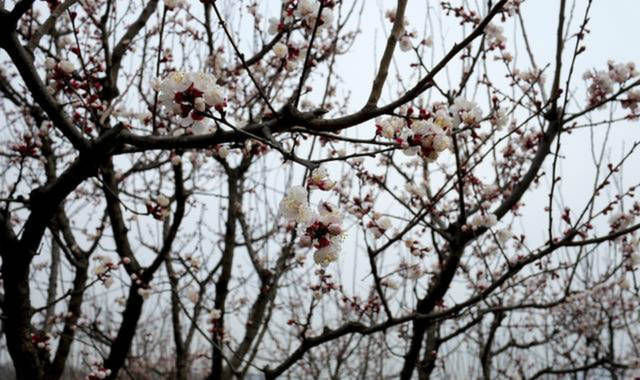 倾诉|晚年的刘禹锡洗尽铅华,写下一首诗送给白居易,倾诉了人生的无奈
