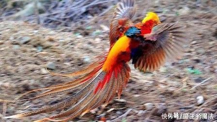 海贼王|海贼王：桃之助要变成桃太郎，凯多面临挑战，三大高手对应狗猴鸡