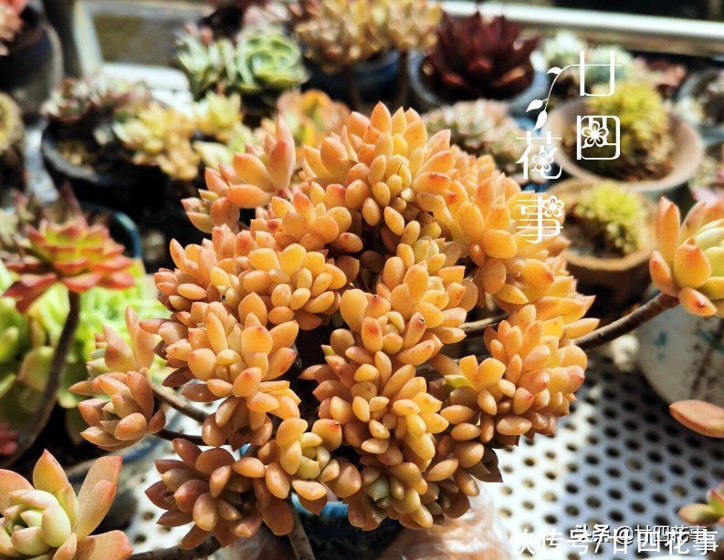 新手养多肉，记住3句“口诀”，枝粗叶胖，状态美