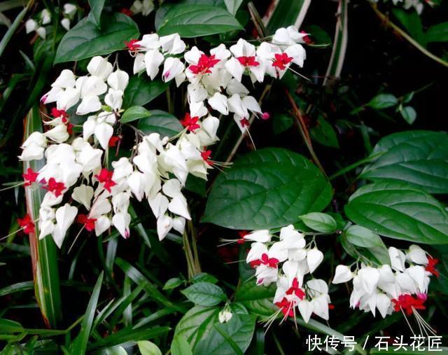 花友评选出6种“良心”好花,价格不高、花朵都是“高颜值”