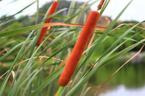 奇特|河边野草可真多,这种“香肠草”样子最奇特,作用也很多