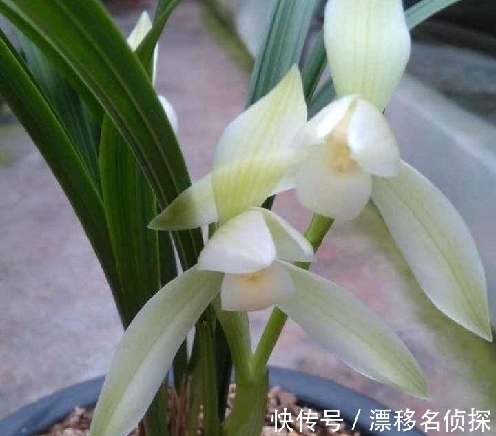 它在兰花界火了30年,花大如盆,冰魂雪魄,兰香浓郁,珍贵又稀少