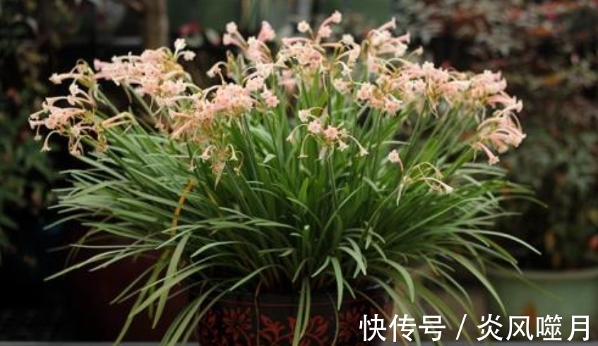 这5种花爱“生崽”,今年种一棵,来年变“一堆”,好养又省钱!