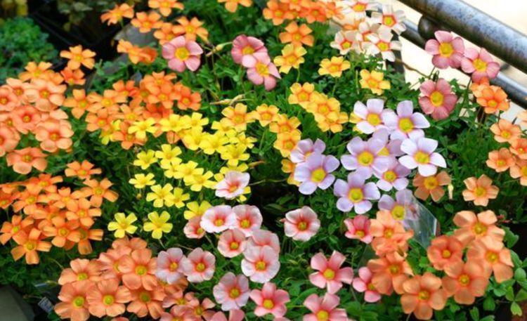 长春花|4种花养家里,福旺运旺财更旺,比牡丹还美,年年开花美翻