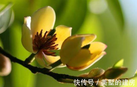 栀子花|农历7月24号起，最适合养这些花，花朵一串串，花苞蹿全枝