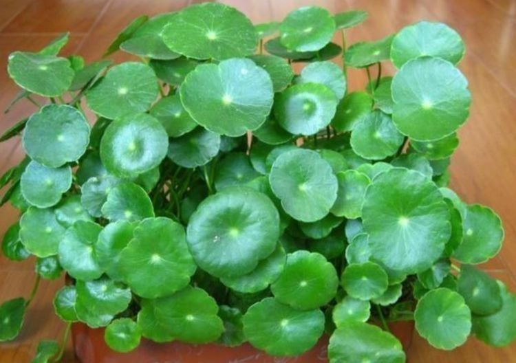 4种花一定要养，长势喜人，旺宅旺事业，打理简单，寓意好