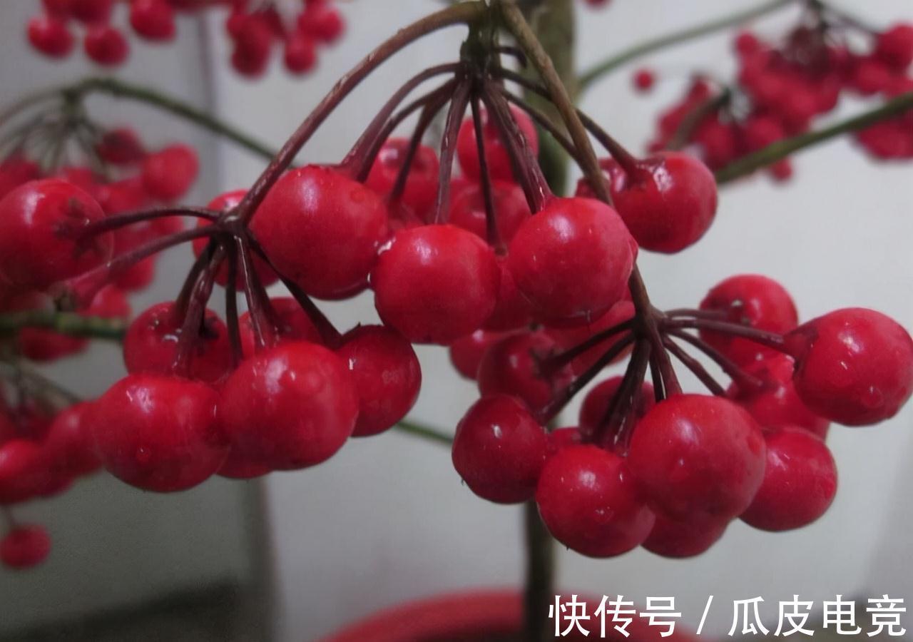 一种红果叫黄金万两,养啥招财树都不如养它,全年不掉果
