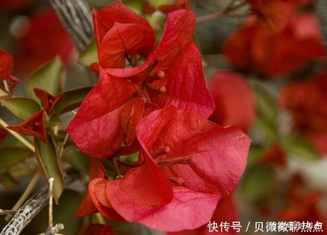 盘点三角梅十大常见品种,哪一种最名贵