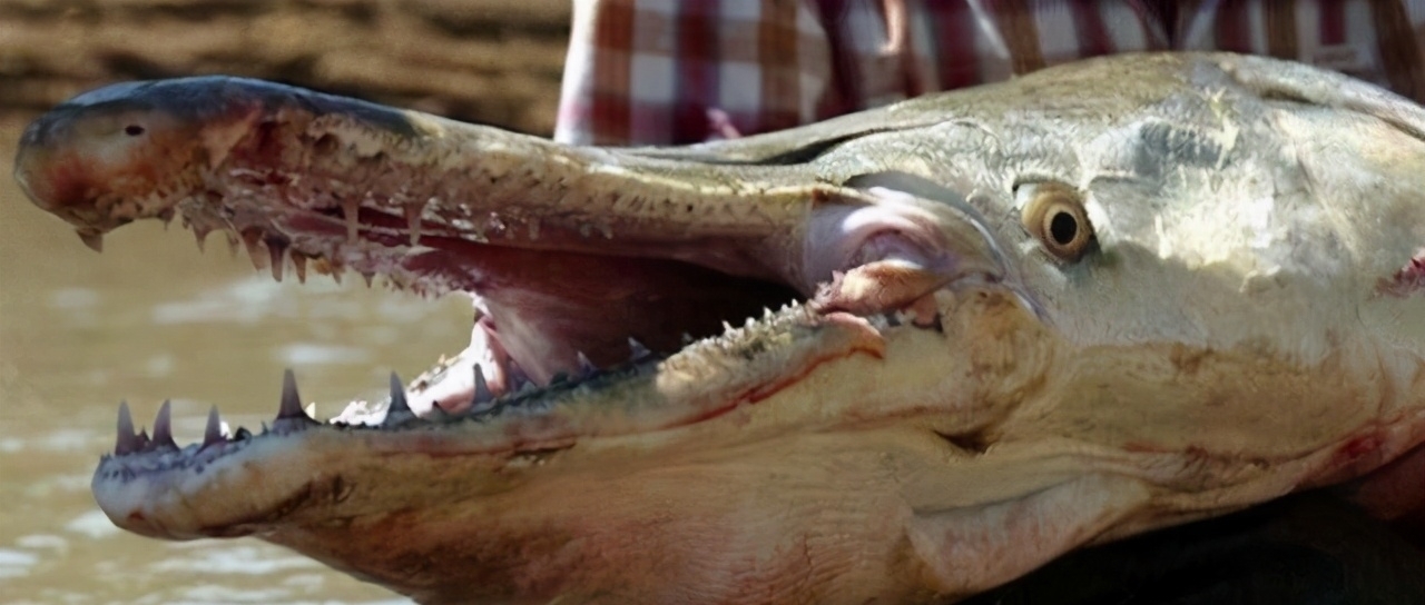 日本漫画|日本的可怕昆虫你见识过么？动漫创意来源！