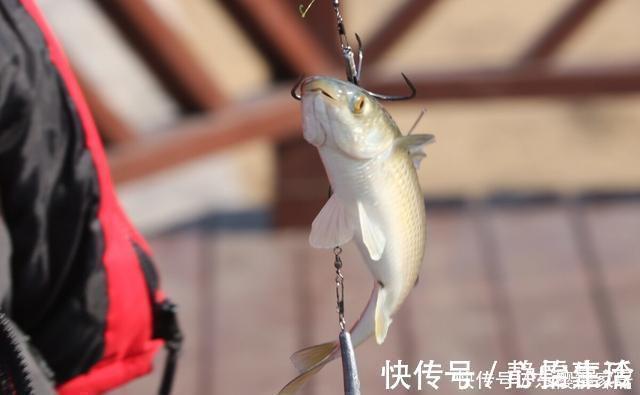 钓友们|钓鱼不用饵,空钩就能钓上几十斤,钓友们说这算不算钓鱼?