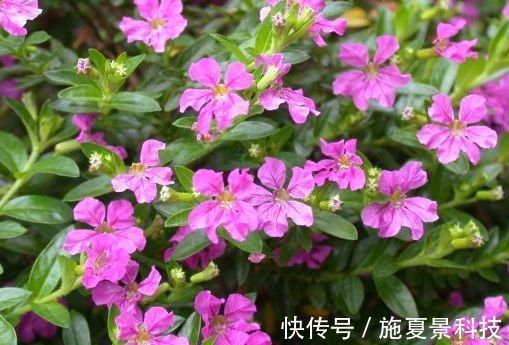 喜欢花卉,不如养盆“叶子花”,花色艳丽,多姿多彩,漂亮极了!