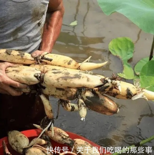 买莲藕,七孔九孔莲藕哪个好?挖藕工:口感差很多,选错了不好吃