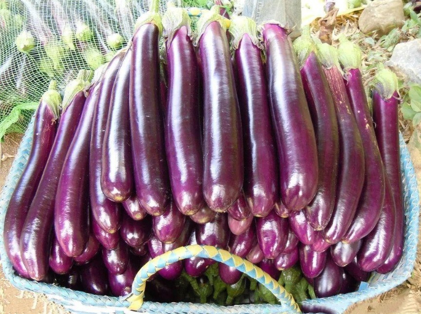 西红柿|吃了“激素茄子”还傻傻不知道，教你2招辨别，以后别乱买