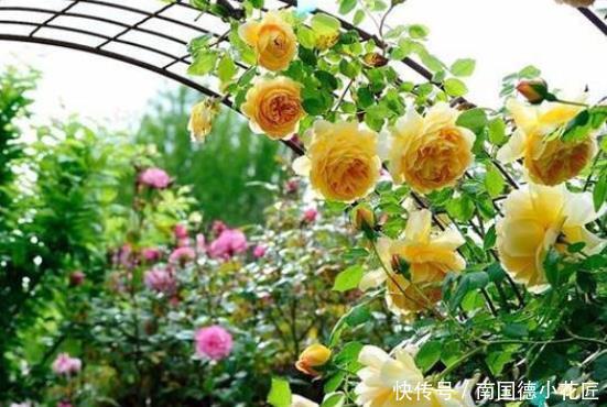 季秋季修剪|超实用的月季花,秋季修剪、促花小技巧