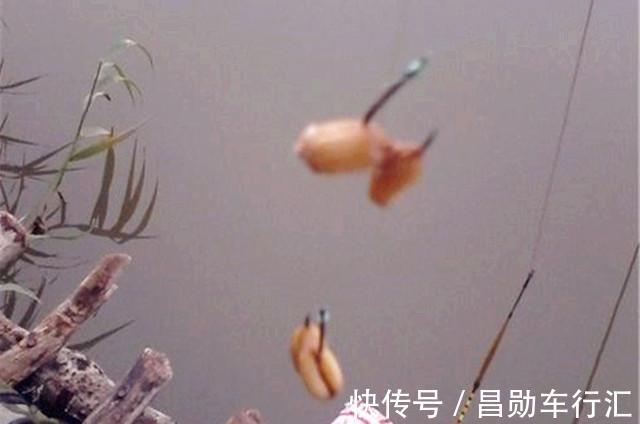 麦香|红糖加麦粒,再加这一步骤,小鱼闹窝也有大鲫鱼开口