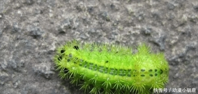 动物|农村这8种动物最好不要碰, 尤其是最后看着都害怕