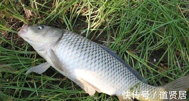 -3脂肪酸|孕妇最应该吃的三种食物, 每一种都很容易买到!