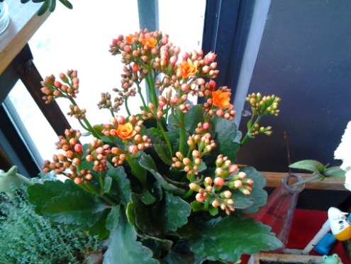 长寿花喝点“甜甜水”，叶子不发红，肥厚绿油油，开花开“爆盆”