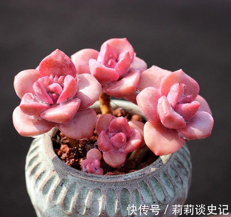 发现邻居阿姨家1种“普货”多肉,那叫一个精致,分享给大家看看