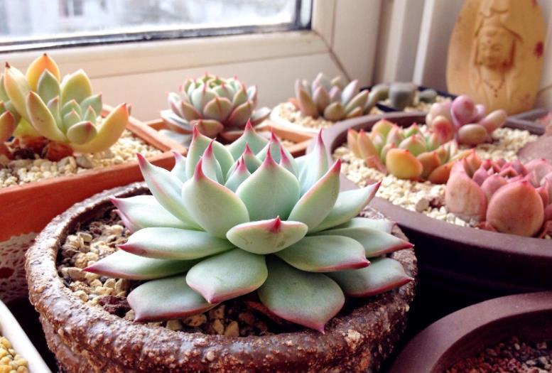 早剪|赞！天热盆栽多肉，满足此3点，安全度夏，谁见了都喜欢