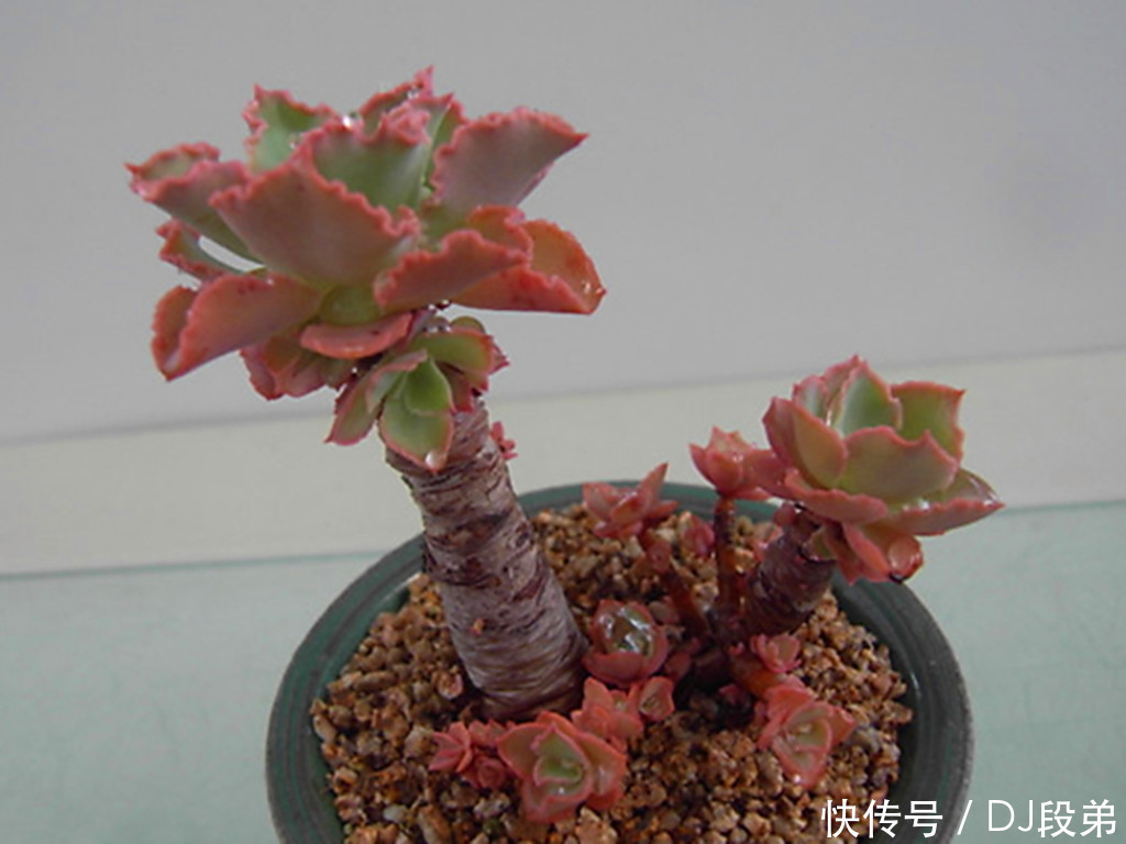 包菜类|容易养成造型老桩的多肉,带着岁月沉淀的沧桑美,有的还是网红