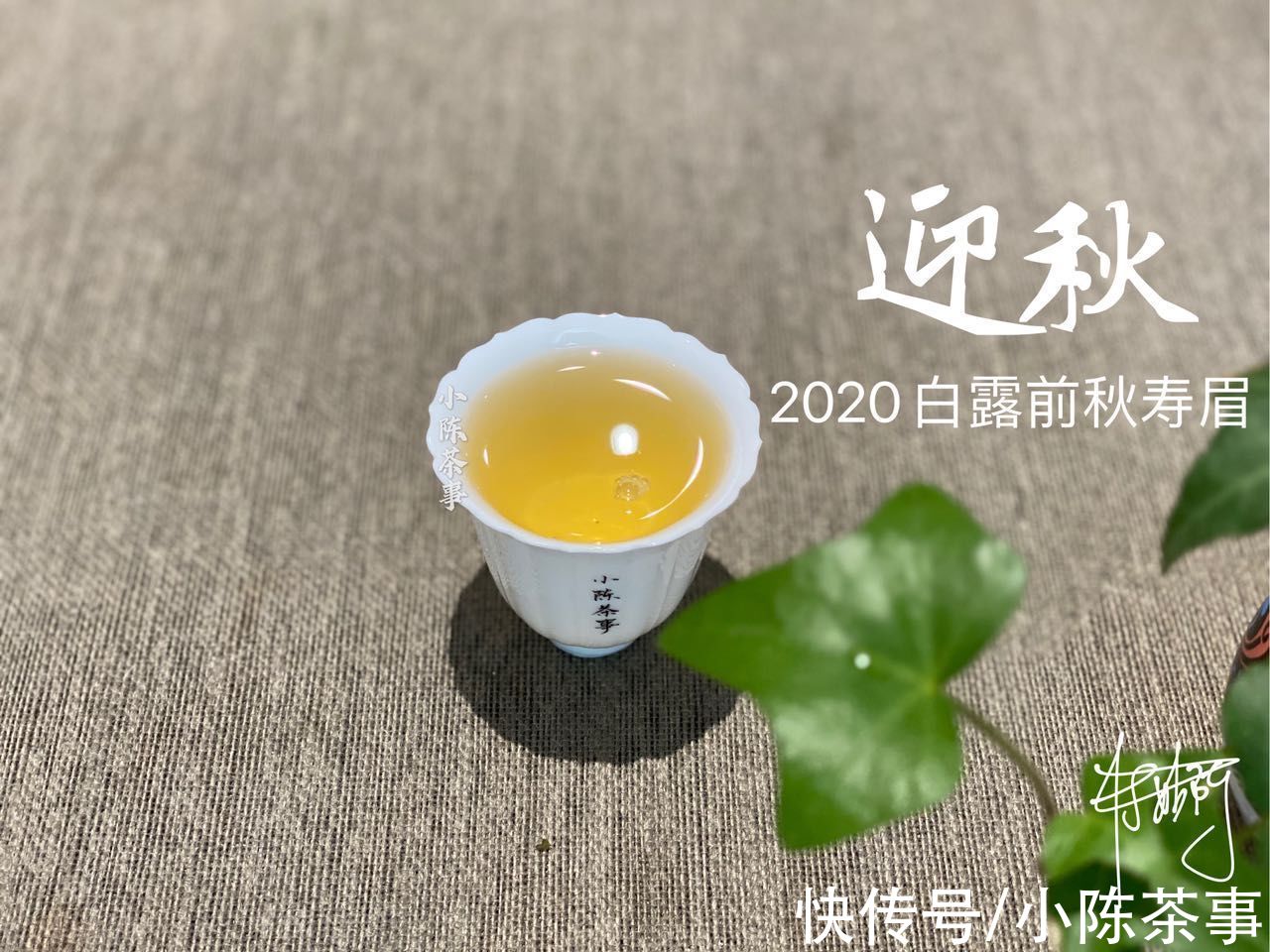 小技巧&白茶真的很难懂吗？学会这4点买茶小技巧，你就算入门了