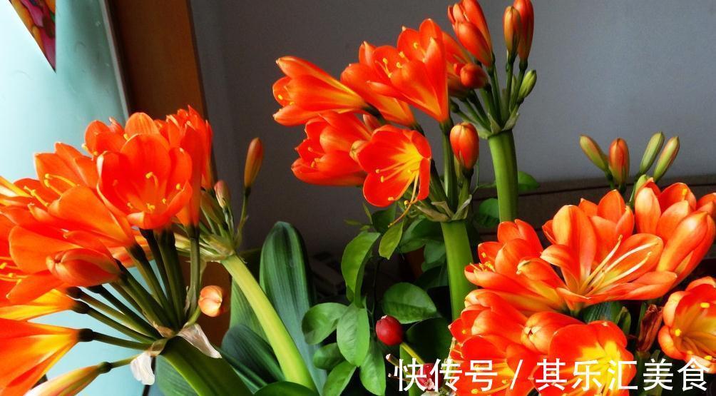 室内光线弱不用担心,我们可以养殖4种盆栽植物,四季长青