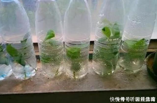 枝条|扦插月季不生根?用这捂一捂,过几天“冒白根”,变成月季大户