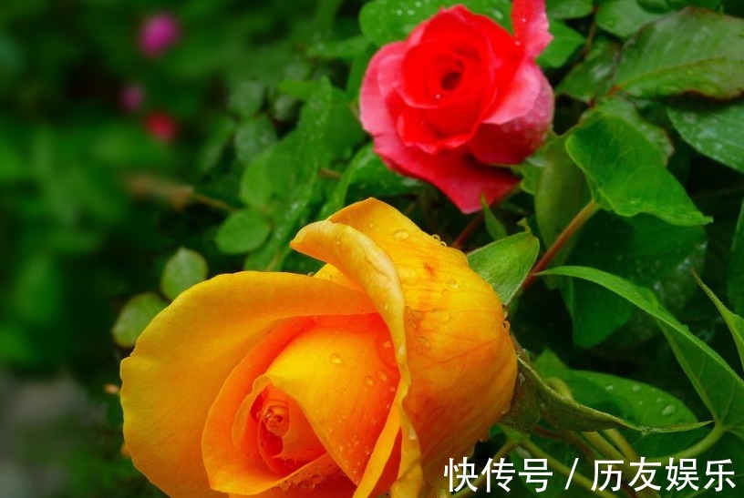 月季花,养护不难,但也需要掌握细节,真正掌握后,开花爆盆!