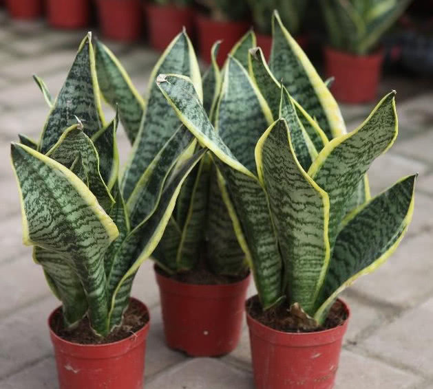 冬天虎皮兰不喜欢“喝水”,那就给它加点“这个”,越长越旺!