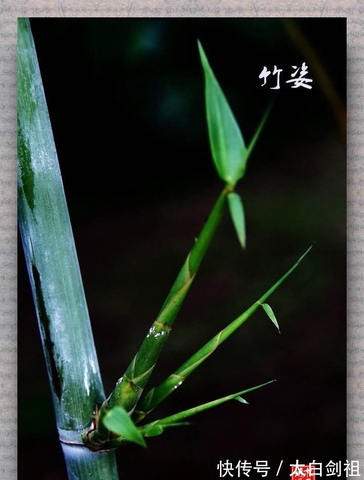 孟浩然!大诗人们的翠竹情怀,十二首著名的诗词,每一首都是经典