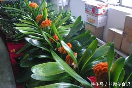 养花|养君子兰，在花盆里埋上10粒“它”，3个月蹿出4片新叶，开花50朵