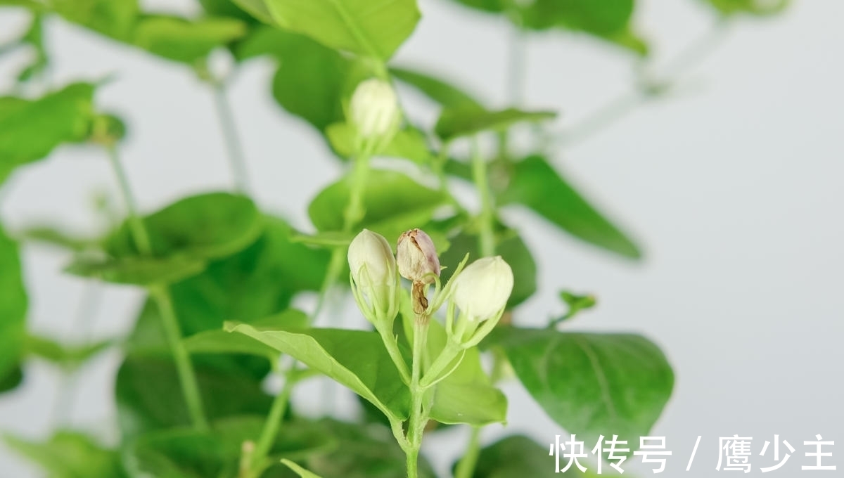 月季|冬天养花,千万别不舍得摘心,摘完才能平安过冬!