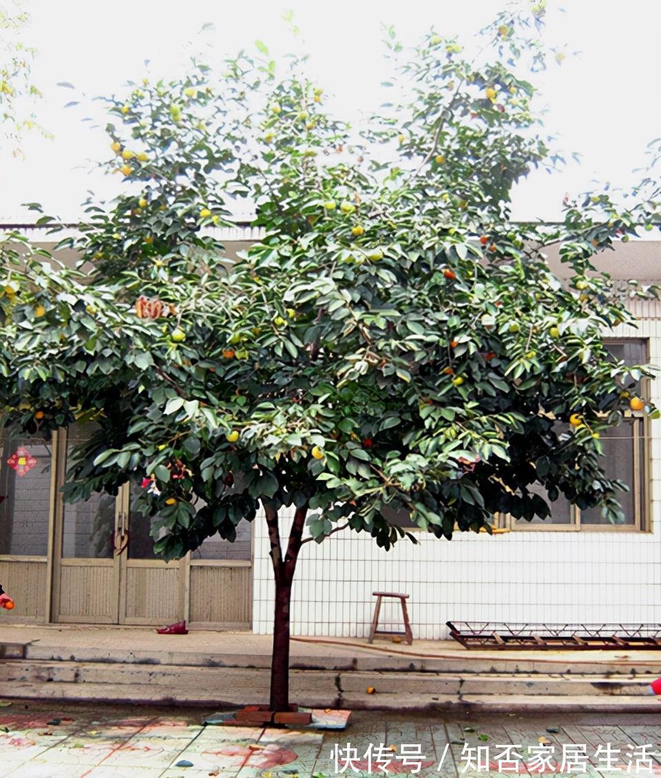 3种“养人树”,漂亮有香味,能吃能观赏,建议至少养一种