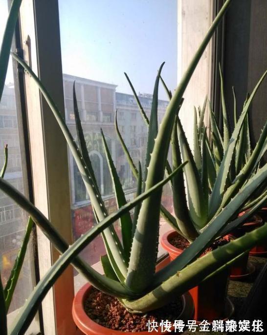 我是太阳|不会养芦荟,记住几个技巧,一年长到爆盆,叶片肥厚,呼呼冒芽
