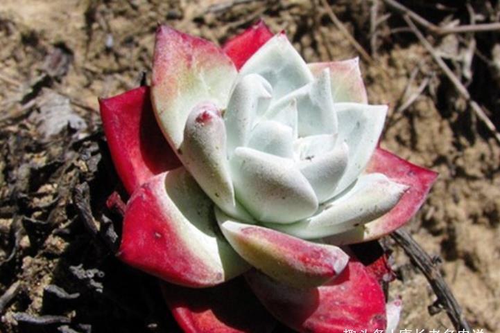 夏天最不容易养活的10种多肉，环境不好或者没有经验的肉友请绕行