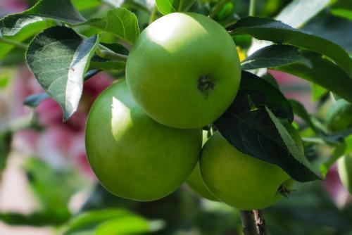 含糖量|三类食物助你减肥成功,不仅让你露出小蛮腰,还可以让你营养健康