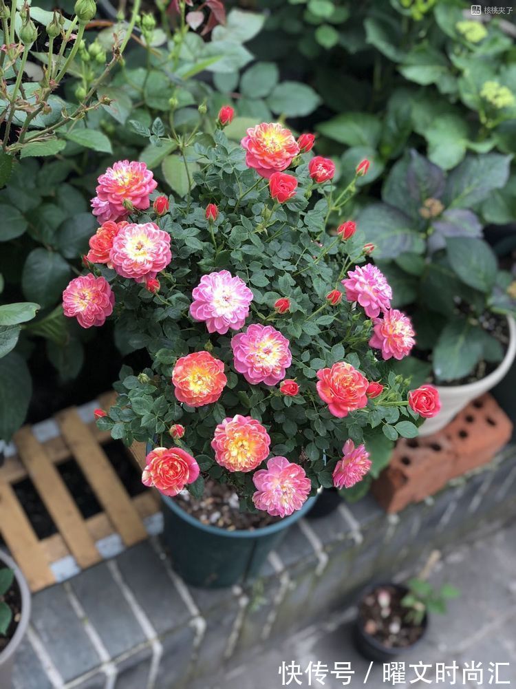 养花|4种漂亮花,别乱浇水,水越多开花越少,旱着养反而长得旺