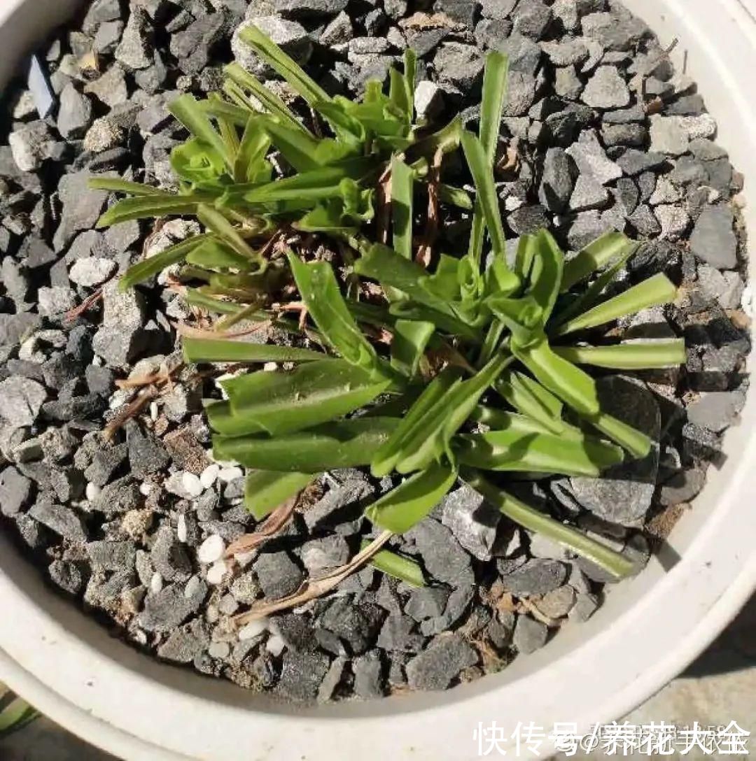 3月是给花剃头的好时机，现在狠心剪，下月就开花